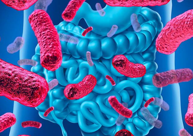 La flora batterica intestinale come determinante di salute